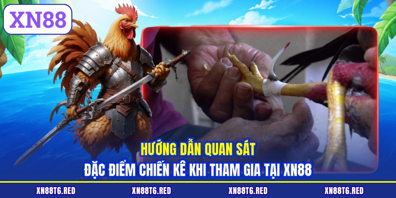 Hướng dẫn quan sát đặc điểm chiến kê khi tham gia tại XN88