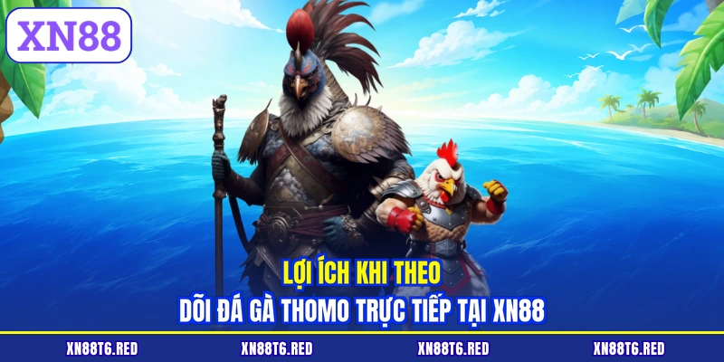 Lợi ích khi theo dõi đá gà Thomo trực tiếp tại XN88